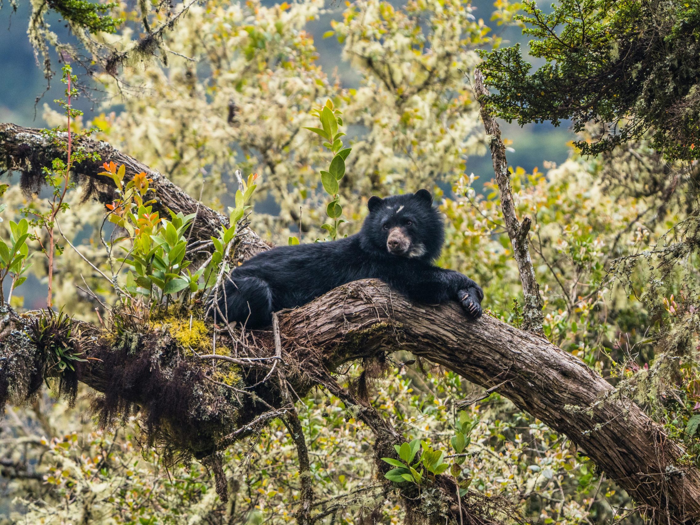 Andean Bear in a tree.