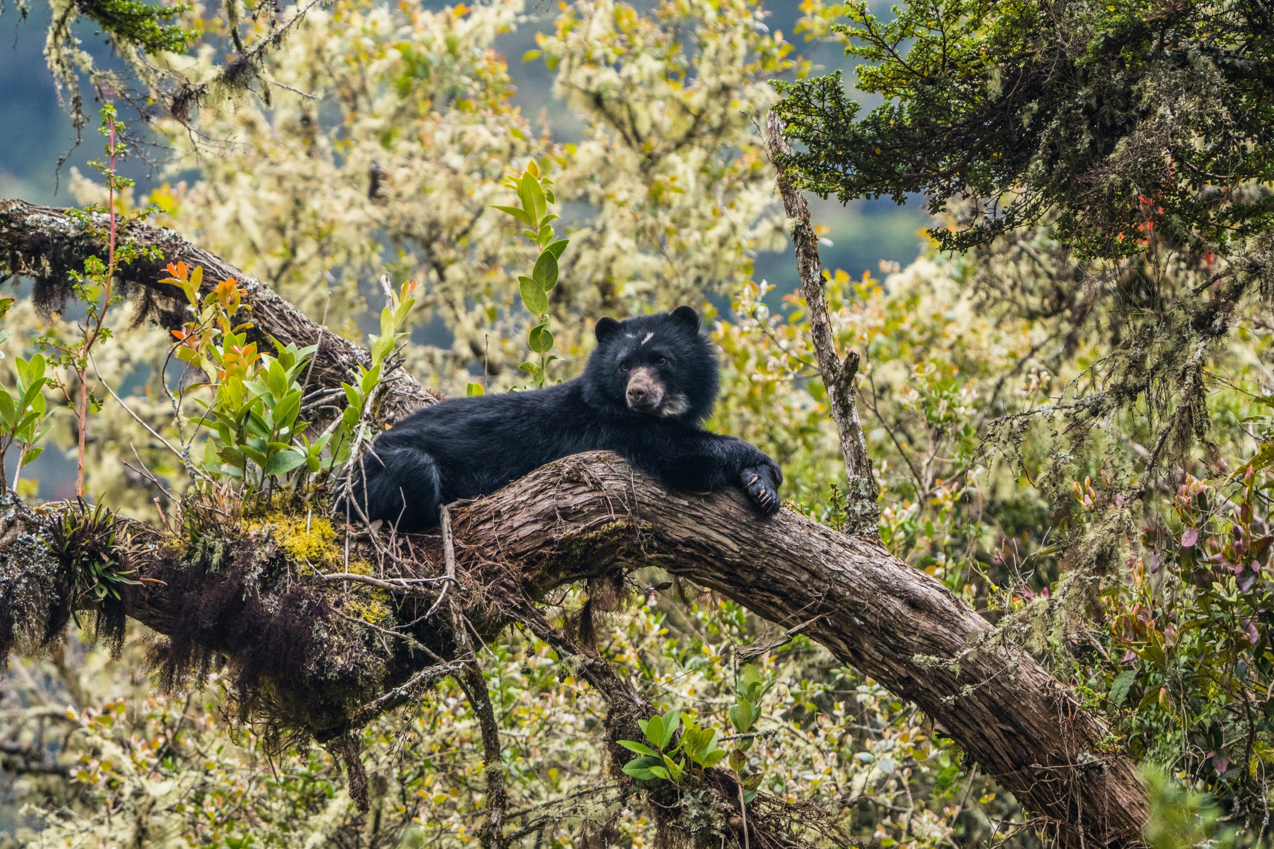 Andean Bear in a tree.