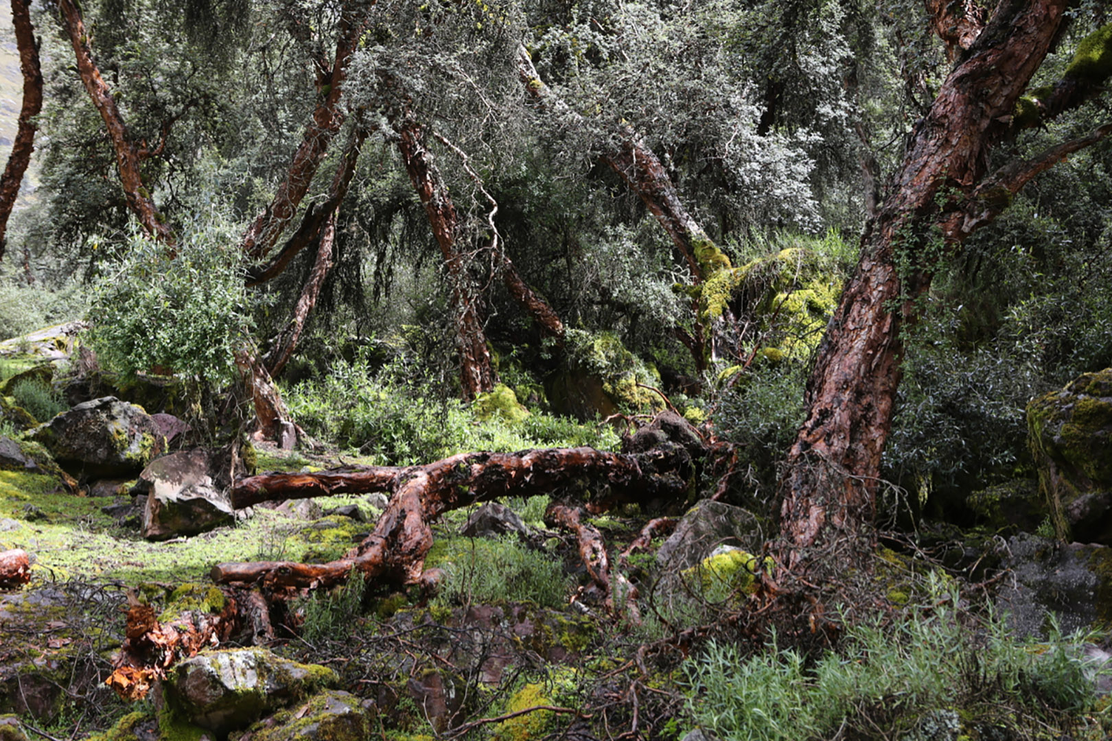 Mature Polylepis tree in the Andes.