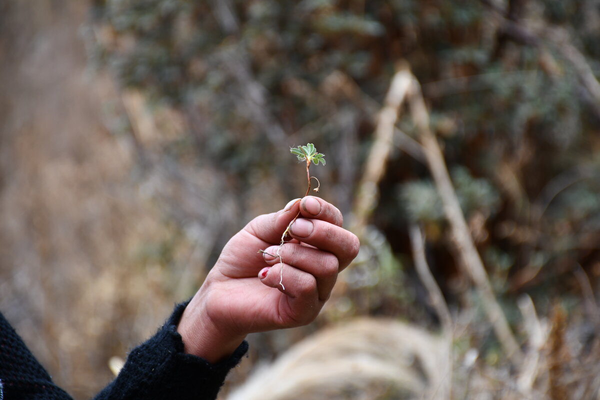 Woman rescues saplings in a Bolivian Polylepis forest