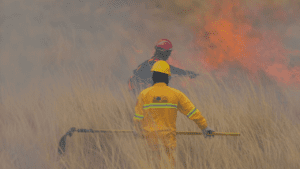 Two firefighters in yellow and red protective gear work through tall dry grass as flames rise in the background, one holding a hand tool.