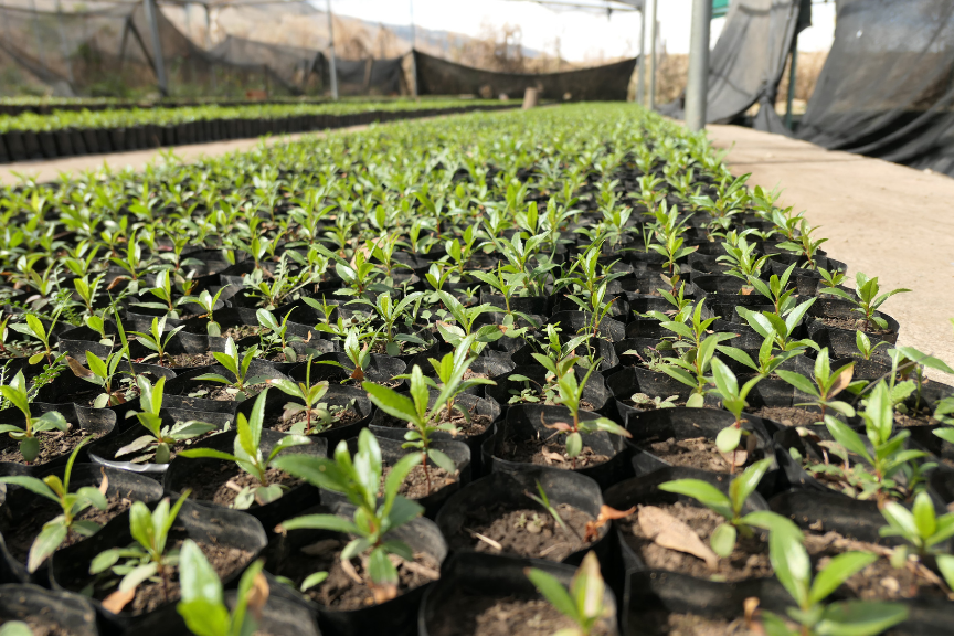 Rows of young Lloque seedlings growing in black nursery bags under shade netting, with mountains visible in the background near Tunari National Park, Bolivia.